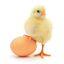 Eigelb Reinigung