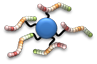 Kleine Proteine als Antigen