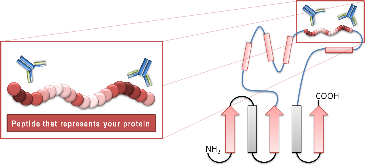 Peptidantikörper